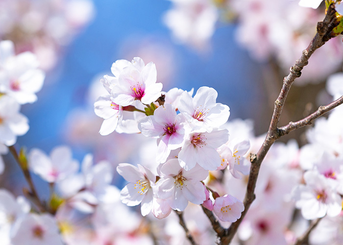 まつさき イメージ