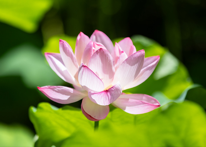 まつさき イメージ