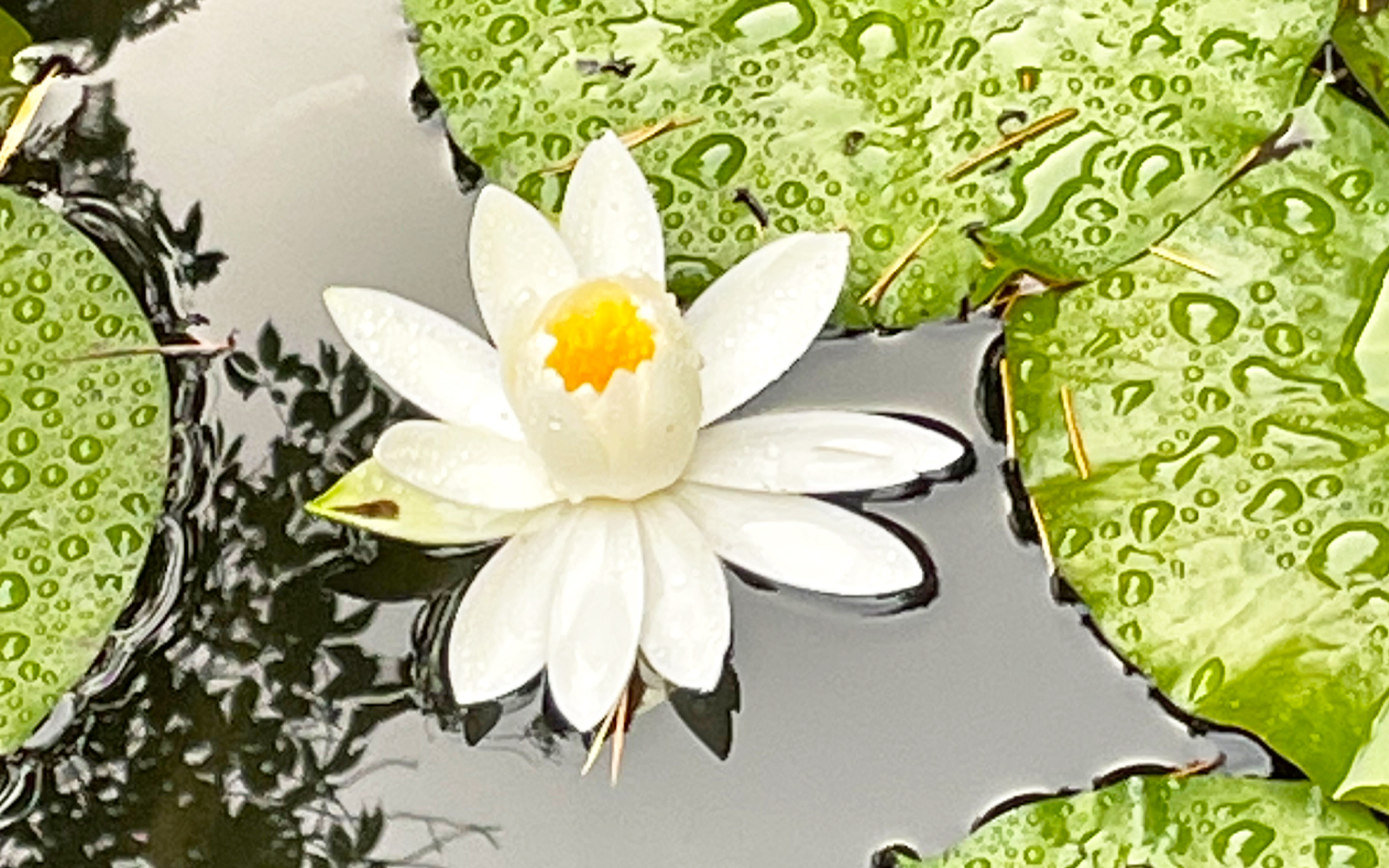 7月すいれん