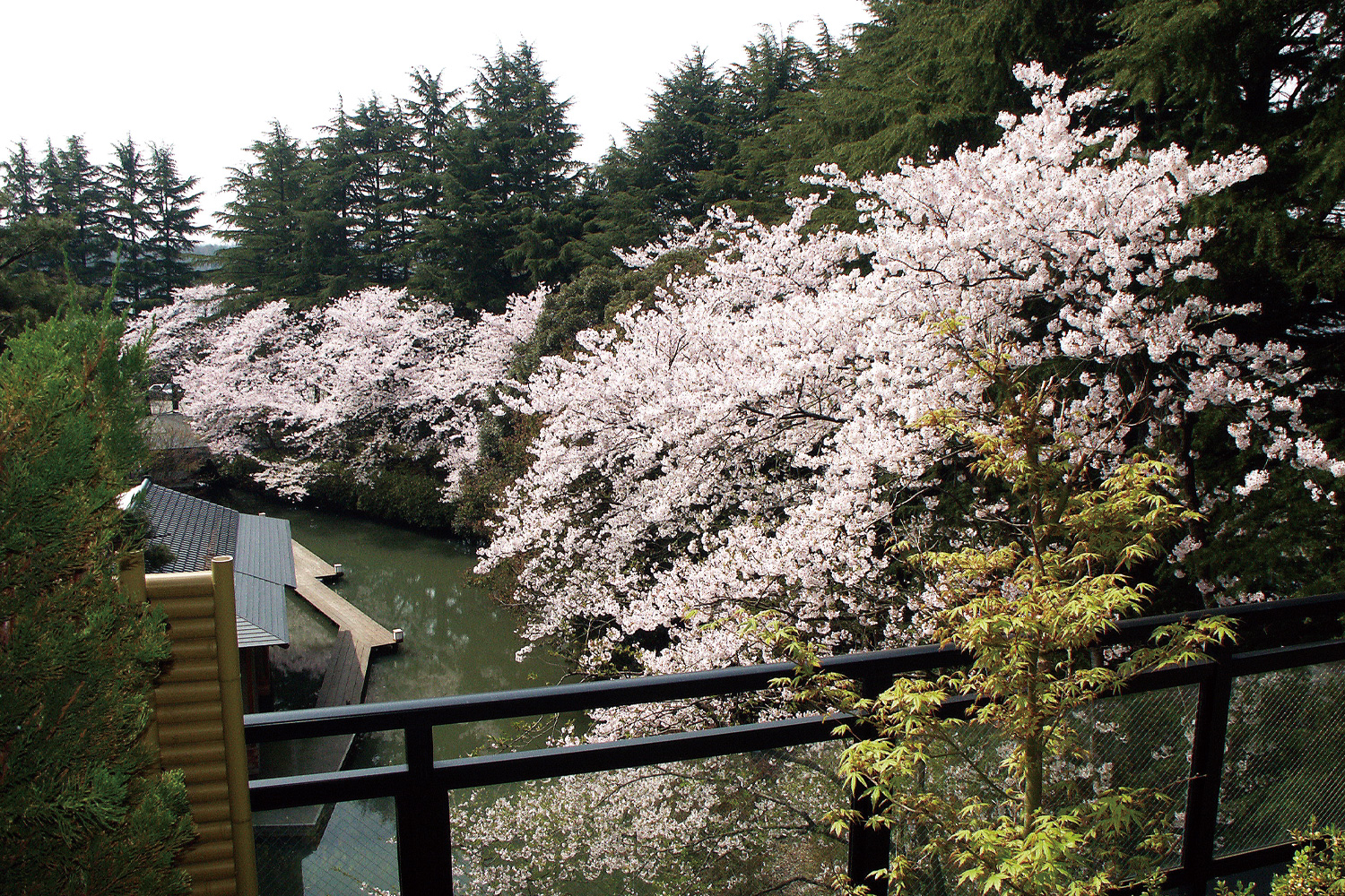 「春」テラスからの桜