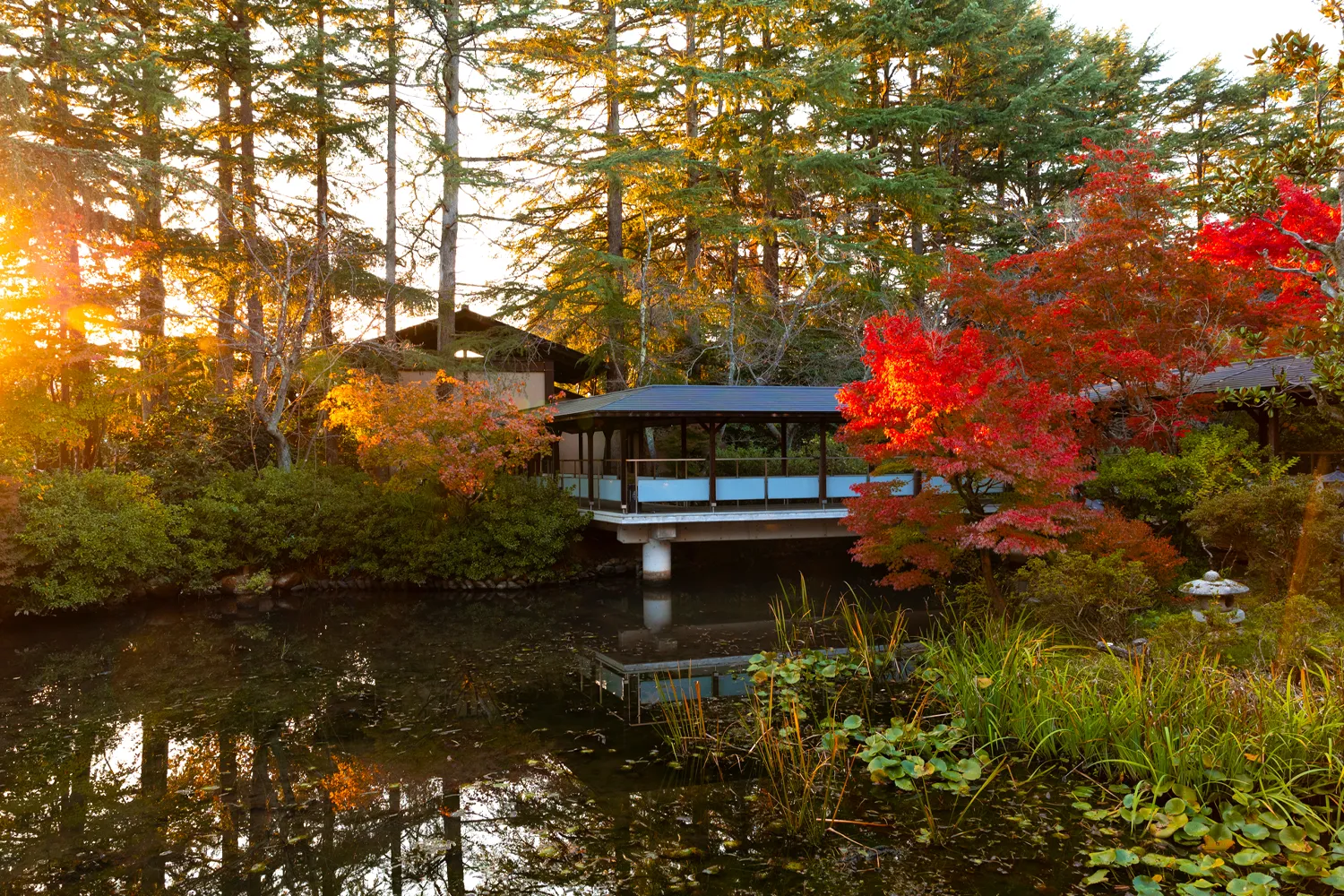 秋夕日に染まる紅葉