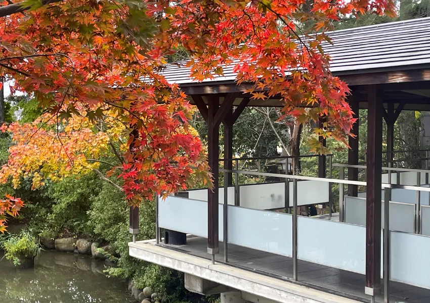 松泉湖庭園の紅葉が見頃を迎える