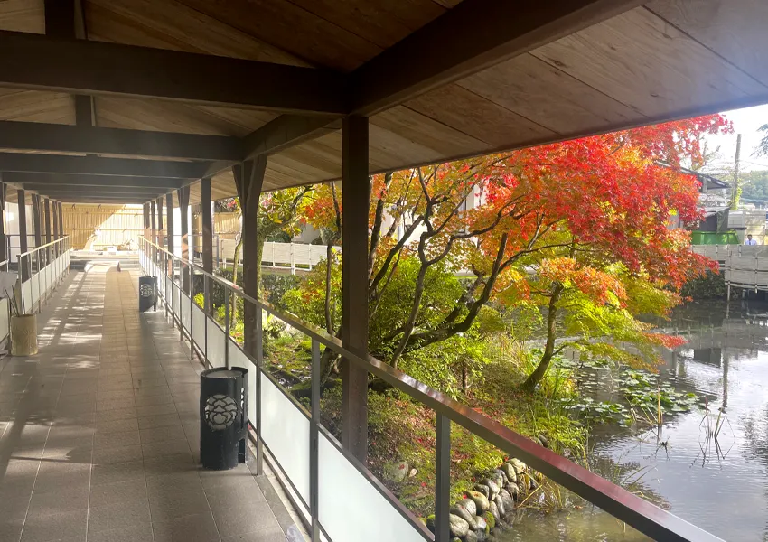 松泉湖庭園の紅葉が見頃を迎える