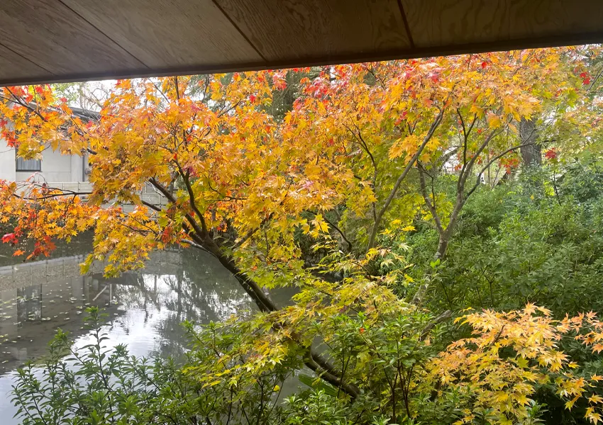 松泉湖庭園の紅葉が見頃を迎える