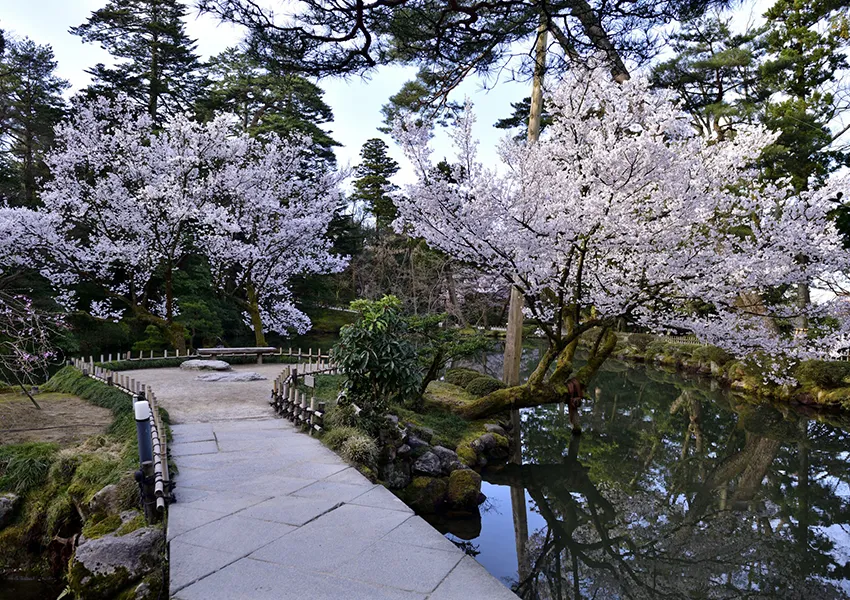 兼六園‐桜