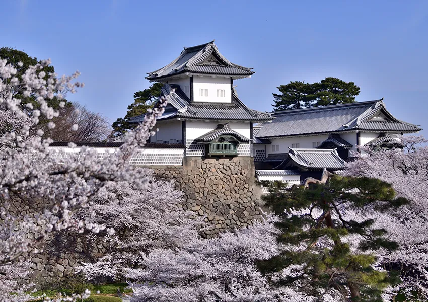 金沢城公園-桜