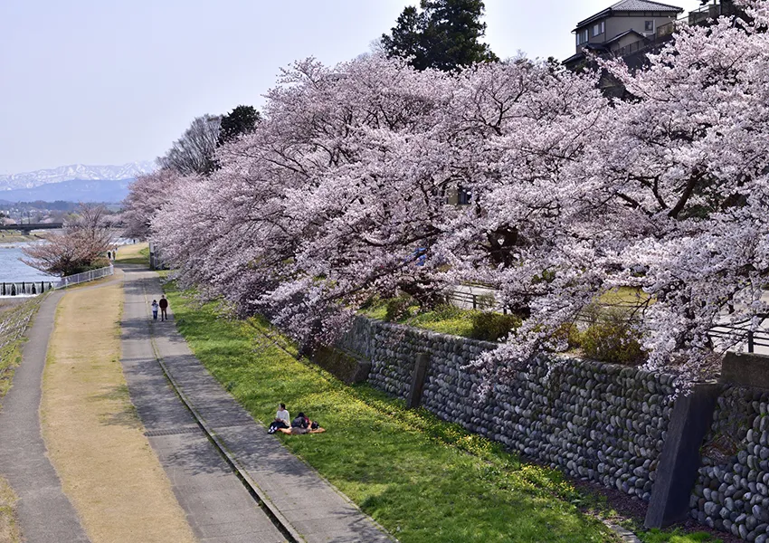犀川周辺-桜