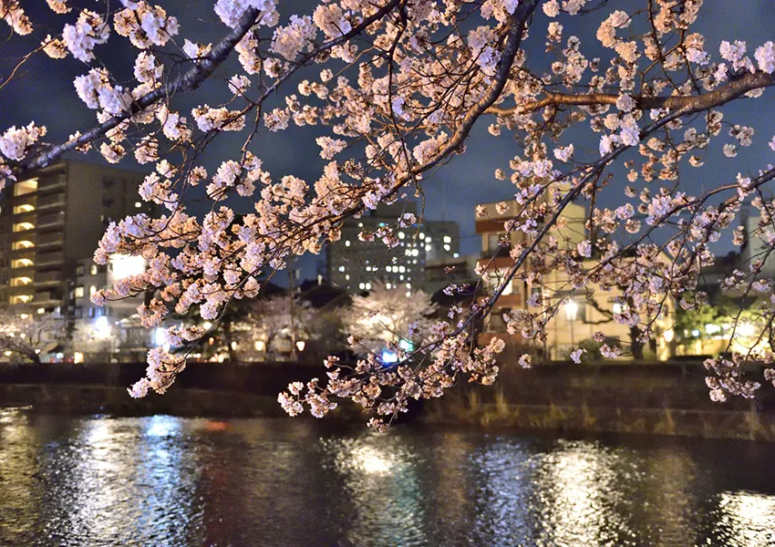 浅野川周辺-夜桜