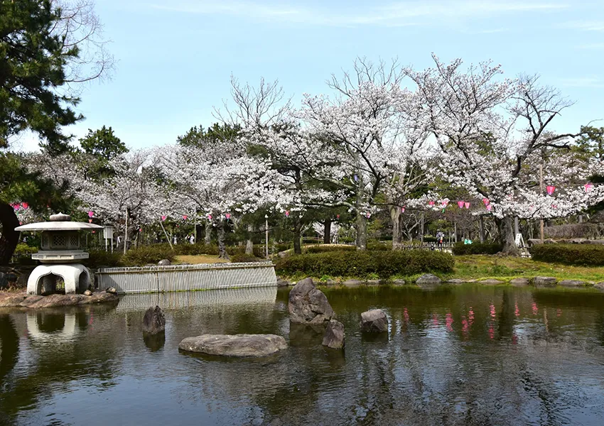 小松市｜芦城公園の桜