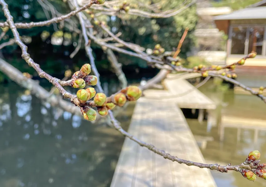 まつさきの庭園の桜の開花状況