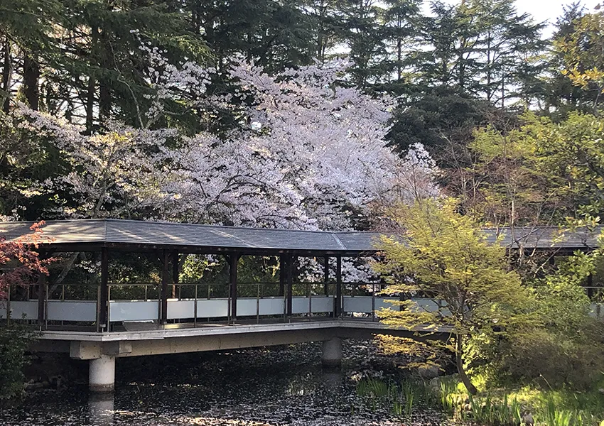 金沢・辰口温泉まつさき。春の庭園の桜