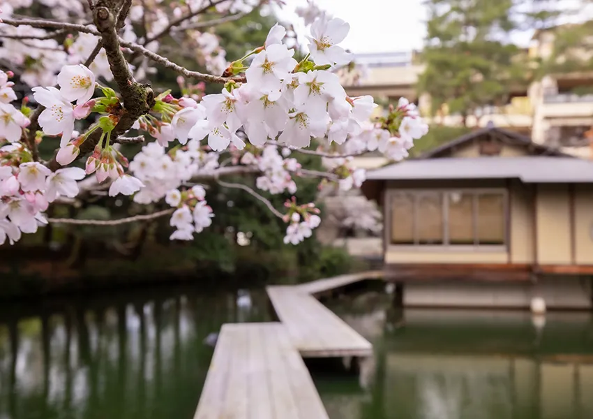 金沢・辰口温泉まつさき。春の庭園の桜
