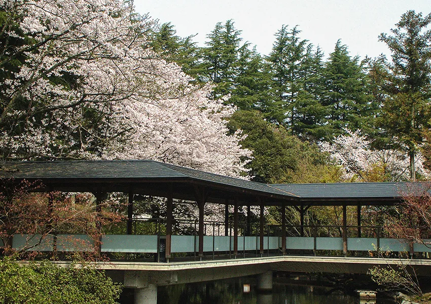 金沢・辰口温泉まつさき。春の庭園の桜