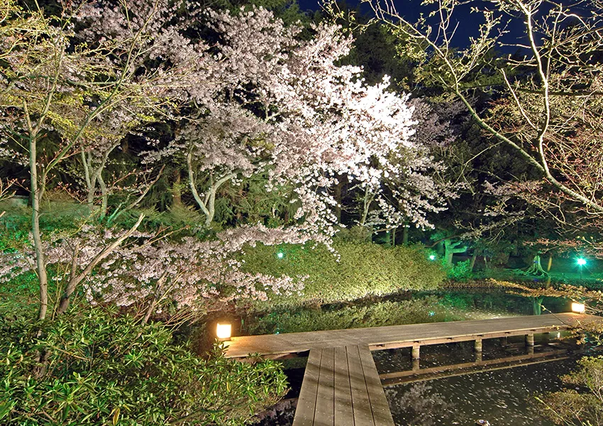 金沢・辰口温泉まつさき。春の庭園の桜