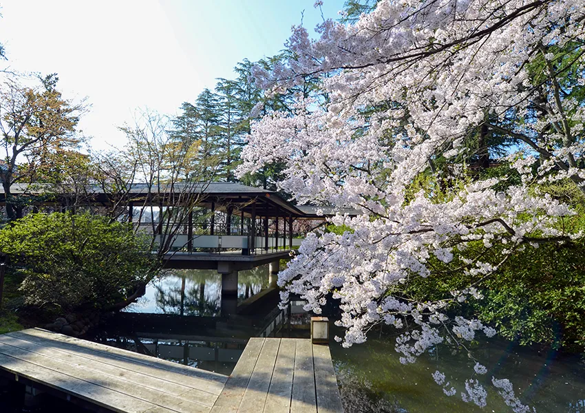 金沢・辰口温泉まつさき。春の庭園の桜