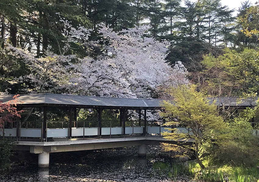 金沢・辰口温泉まつさき。春の庭園の桜