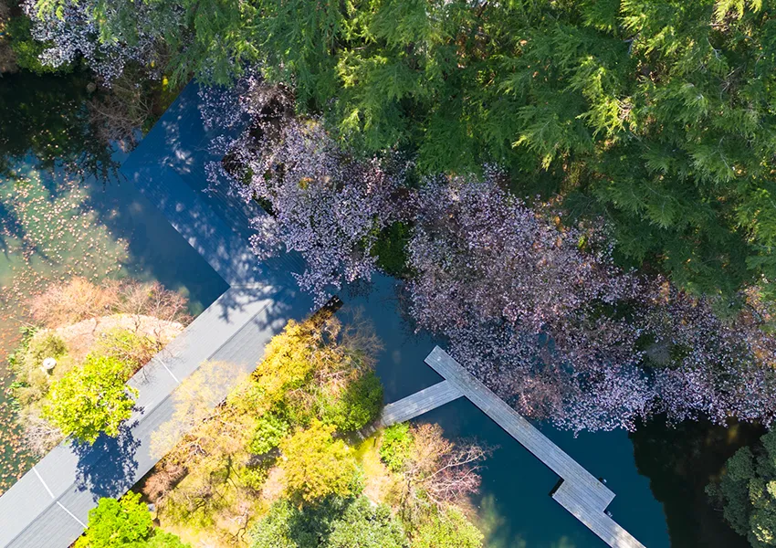 金沢・辰口温泉まつさき。春の庭園の桜