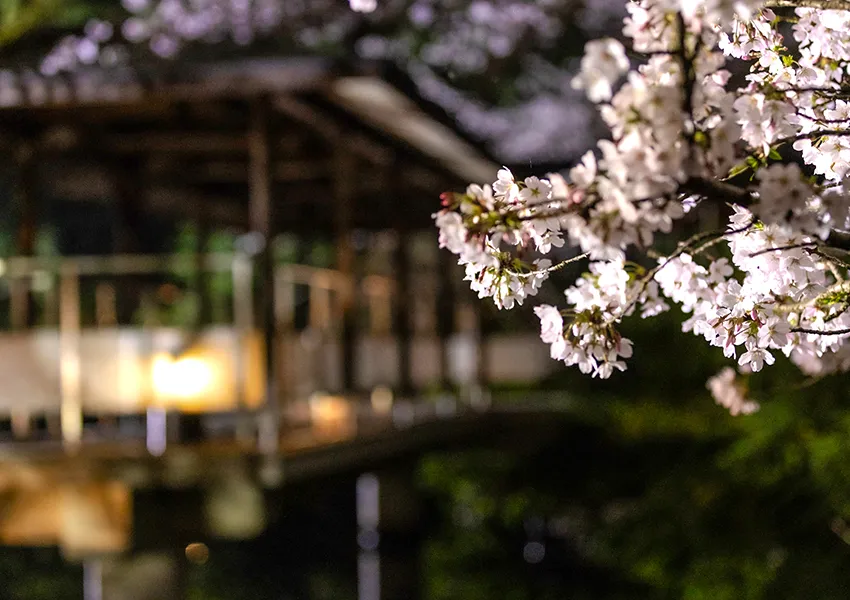 金沢・辰口温泉まつさき。春の庭園の桜