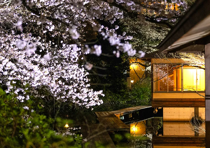 金沢・辰口温泉まつさき。春の庭園の桜