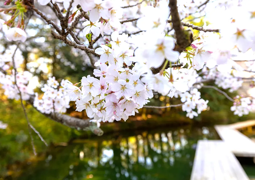金沢・辰口温泉まつさき。春の庭園の桜