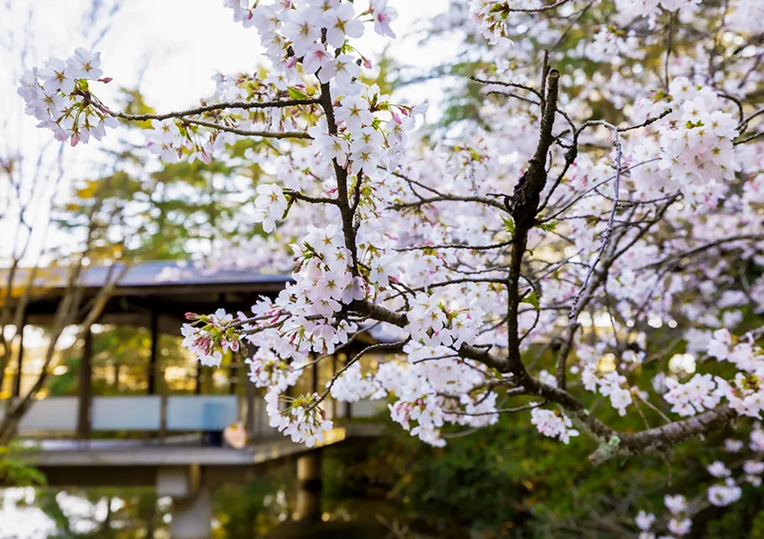 金沢・辰口温泉まつさき。春の庭園の桜