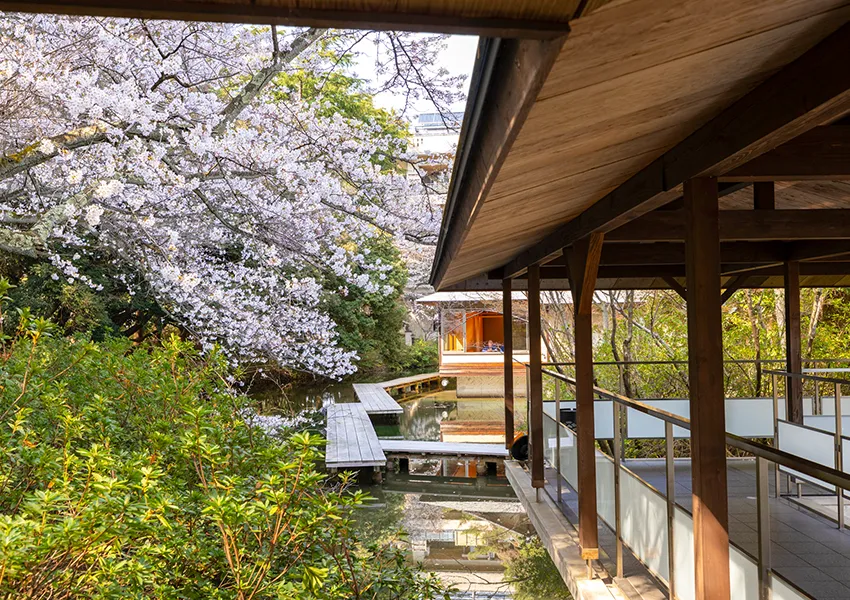金沢・辰口温泉まつさき。春の庭園の桜