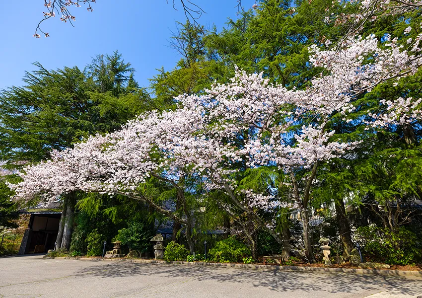 金沢・辰口温泉まつさき。春の庭園の桜