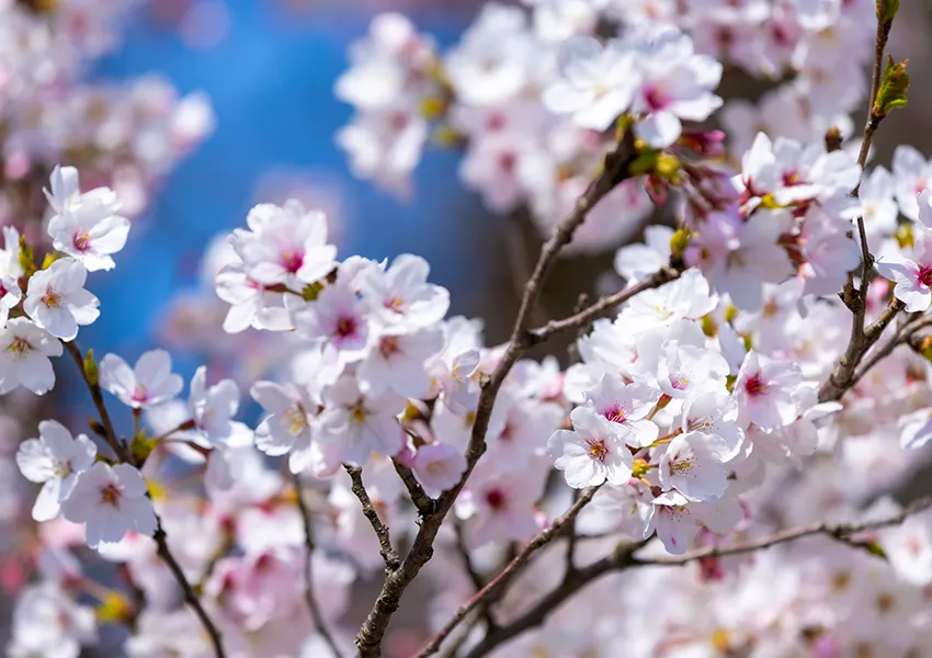 金沢・辰口温泉まつさき。春の庭園の桜